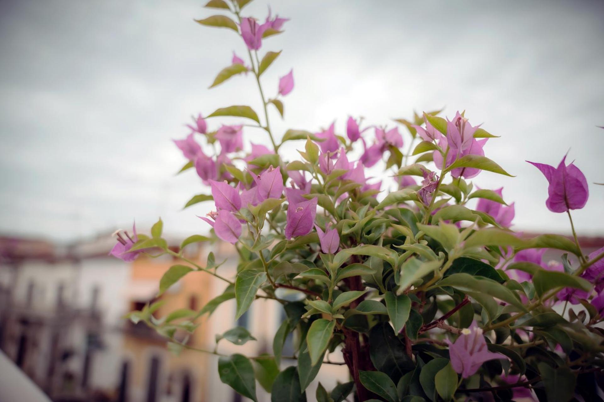 La Terrazza Dei Gemelli - Casa Vacanze Venosa Dış mekan fotoğraf